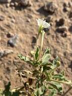 Acleisanthes diffusa (A. Gray) R. A. Levin resmi