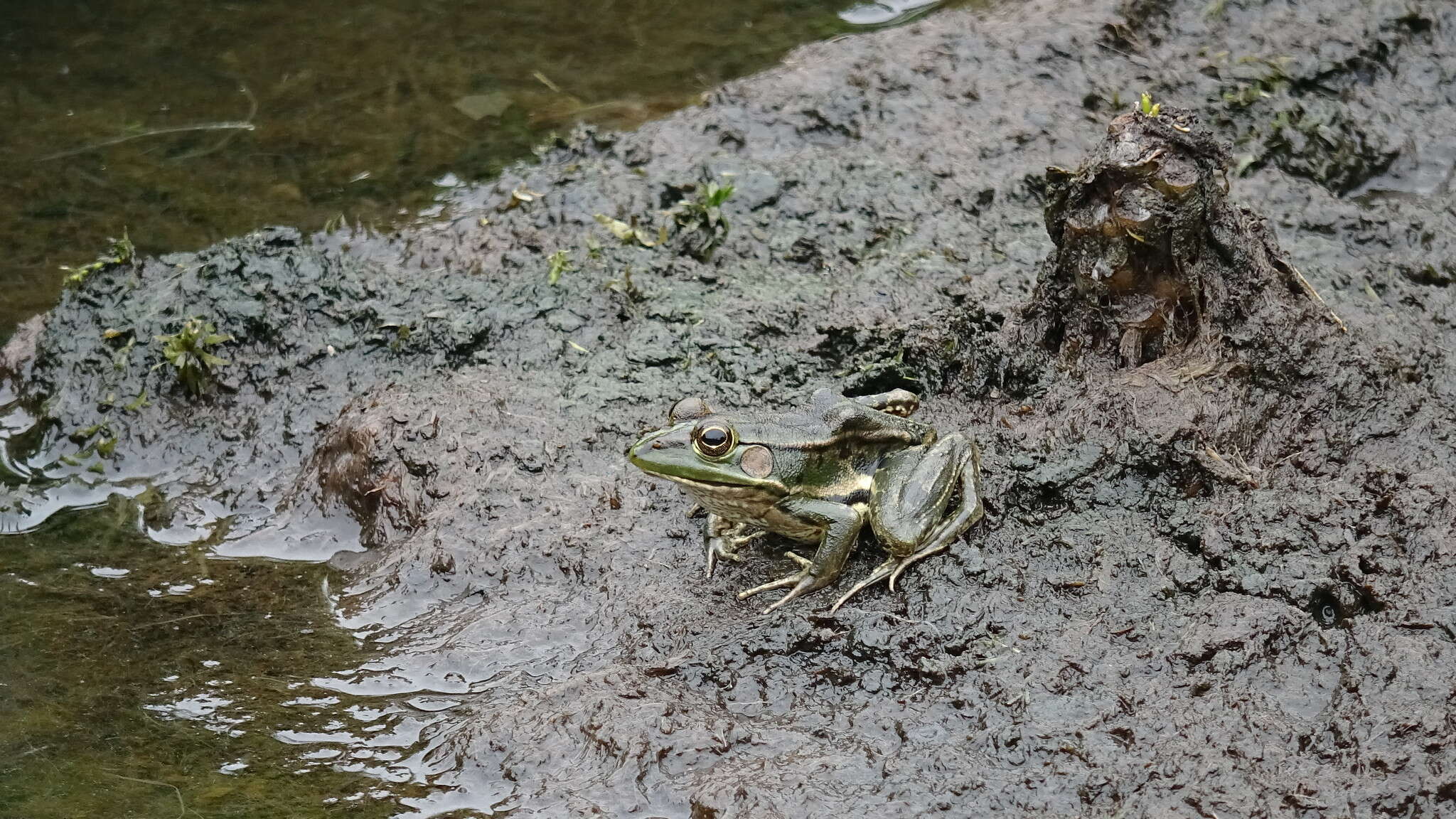 Image of Fukien Gold-striped Pond Frog