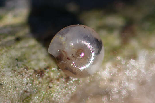 Image of milky crystal snail