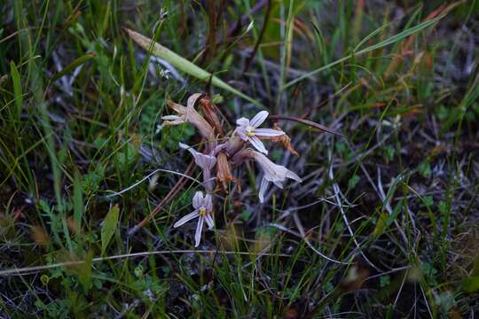 Imagem de Aphyllon californicum subsp. grayanum (Beck) A. C. Schneid.