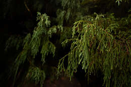 Image of Dwarf Mountain Pine