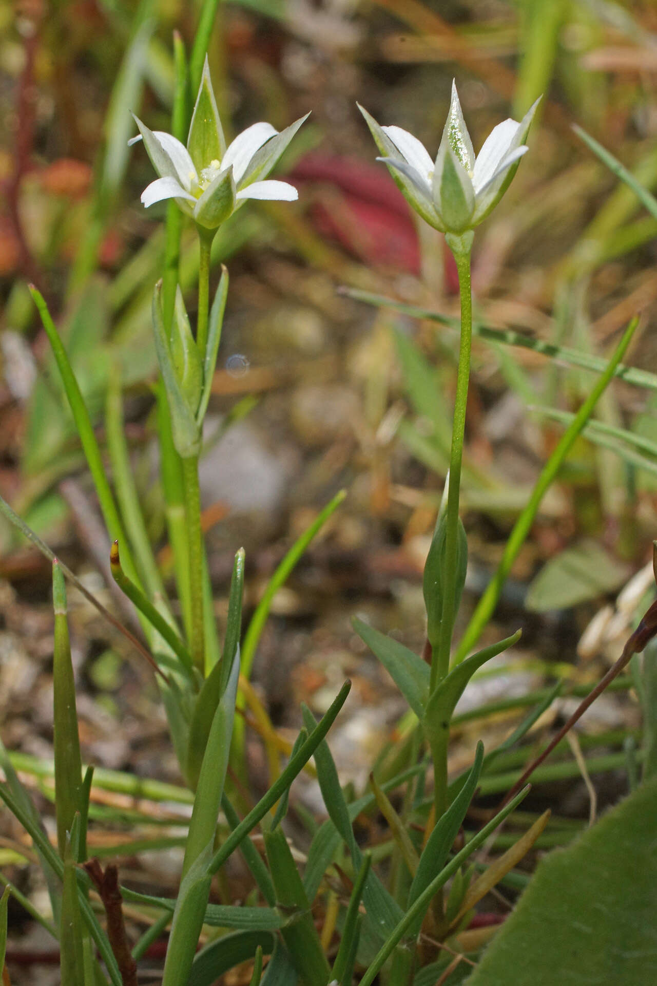 Image of Moenchia erecta subsp. erecta