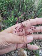 Sivun Galium paniculatum (Bunge) Pobed. kuva