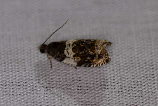 Image of Banded Olethreutes Moth