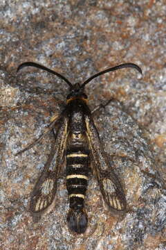 Image of <i>Pyropteron kautzi</i>