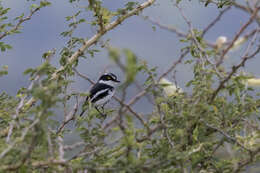 Image of Western Black-headed Batis