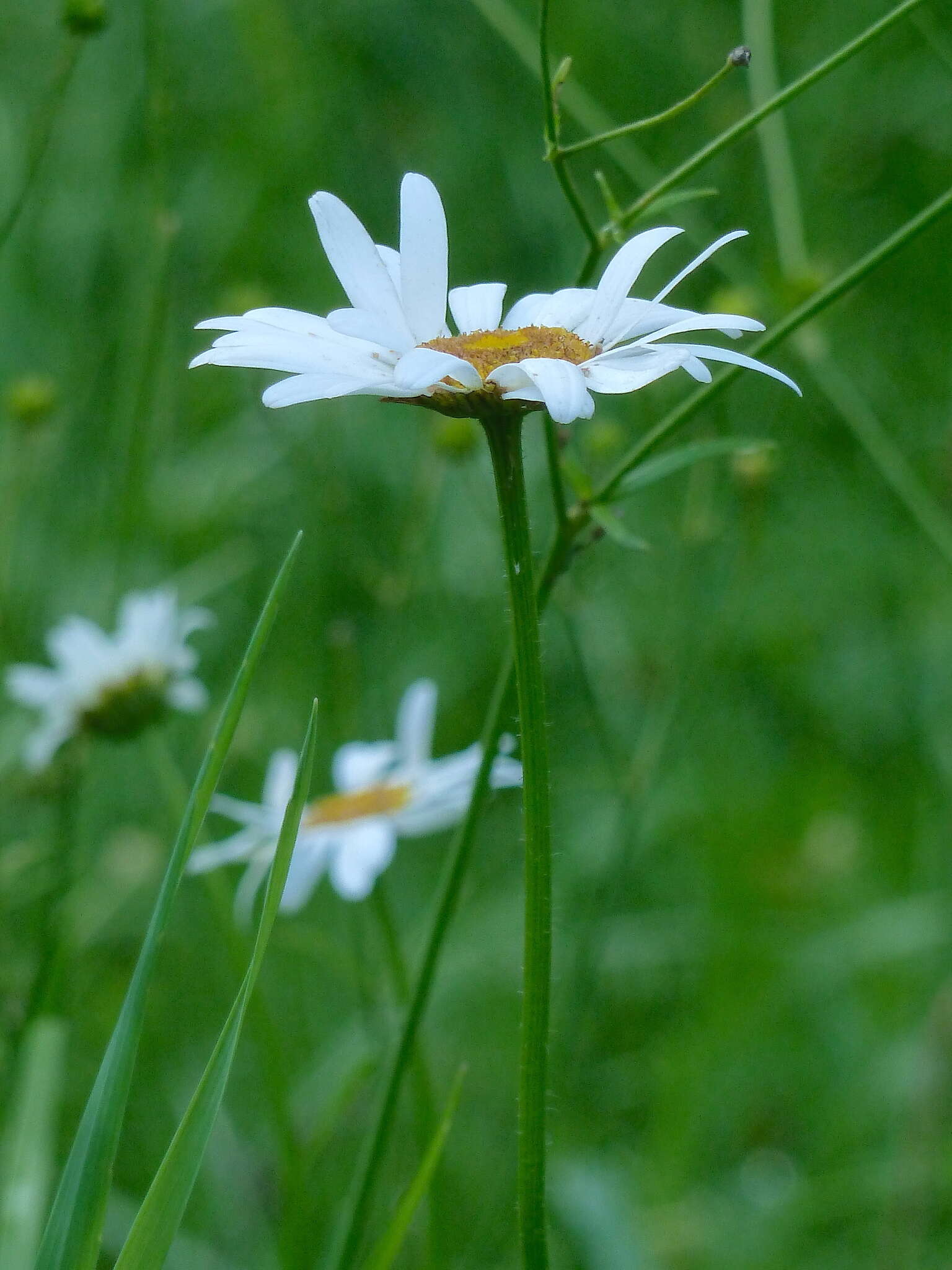 Image of Leucanthemum ircutianum (Turcz.) DC.