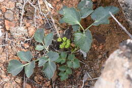 Image of shiny biscuitroot