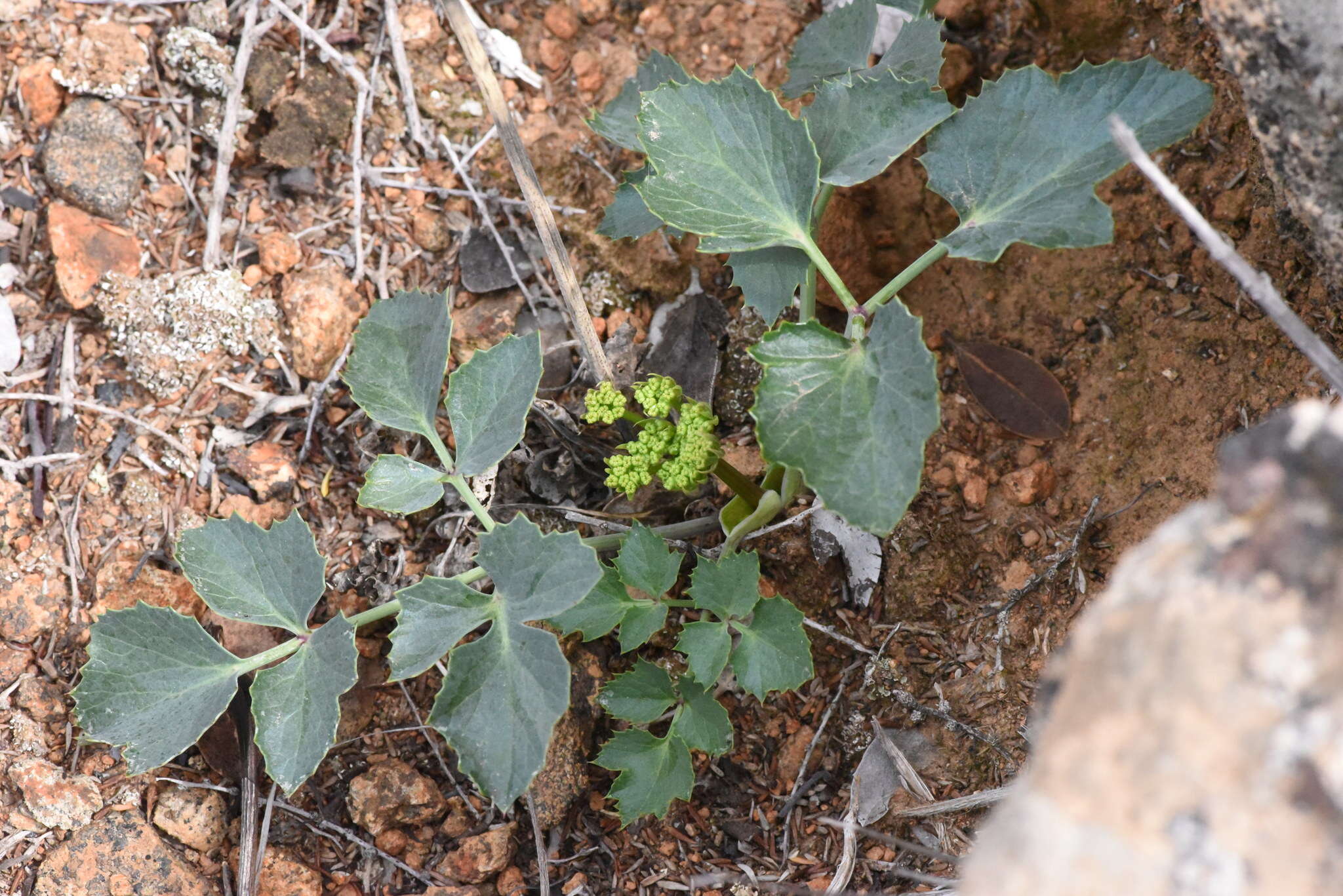 Image of shiny biscuitroot