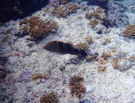 Image of Maori Wrasse