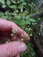 Galium mexicanum Kunth resmi