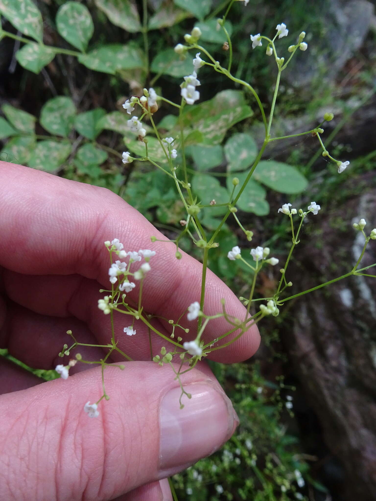 Galium mexicanum Kunth resmi