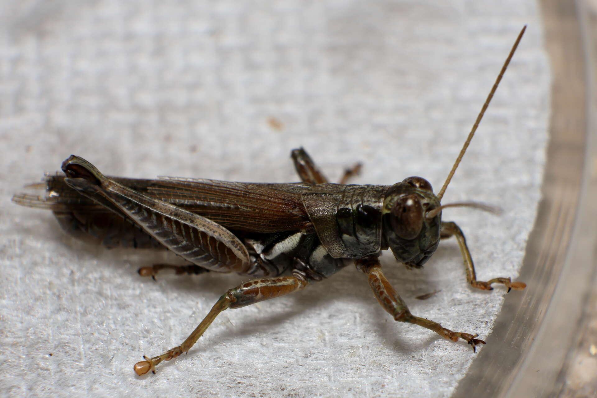 Melanoplus pictus Scudder & S. H. 1897的圖片