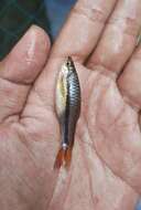 Слика од Rasbora einthovenii (Bleeker 1851)