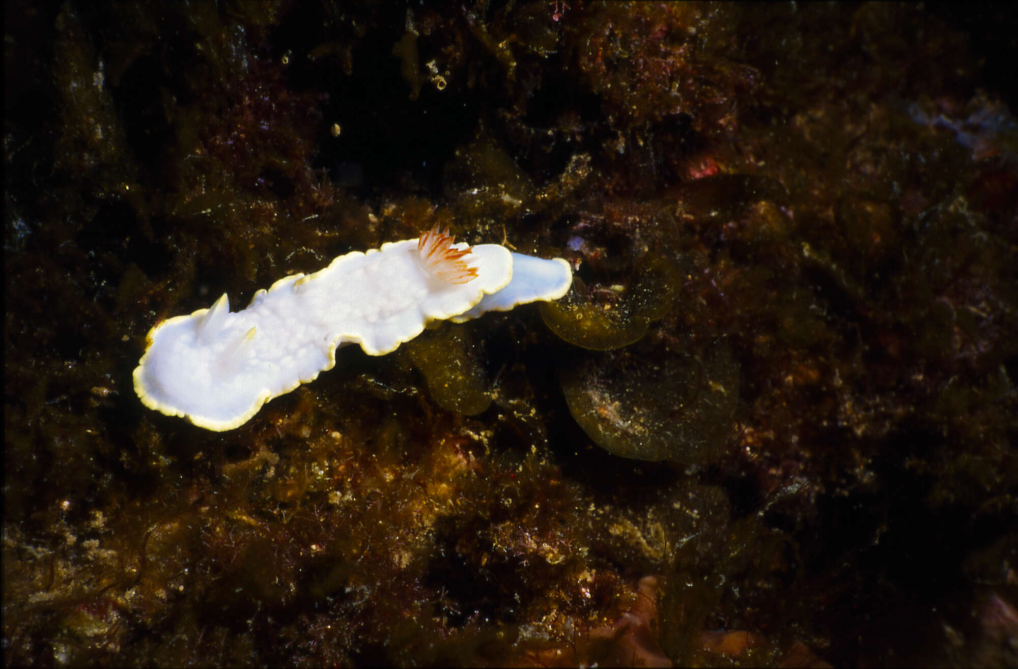 Image of Ardeadoris undaurum (Rudman 1985)