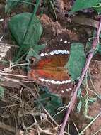 Image of Banded Peacock