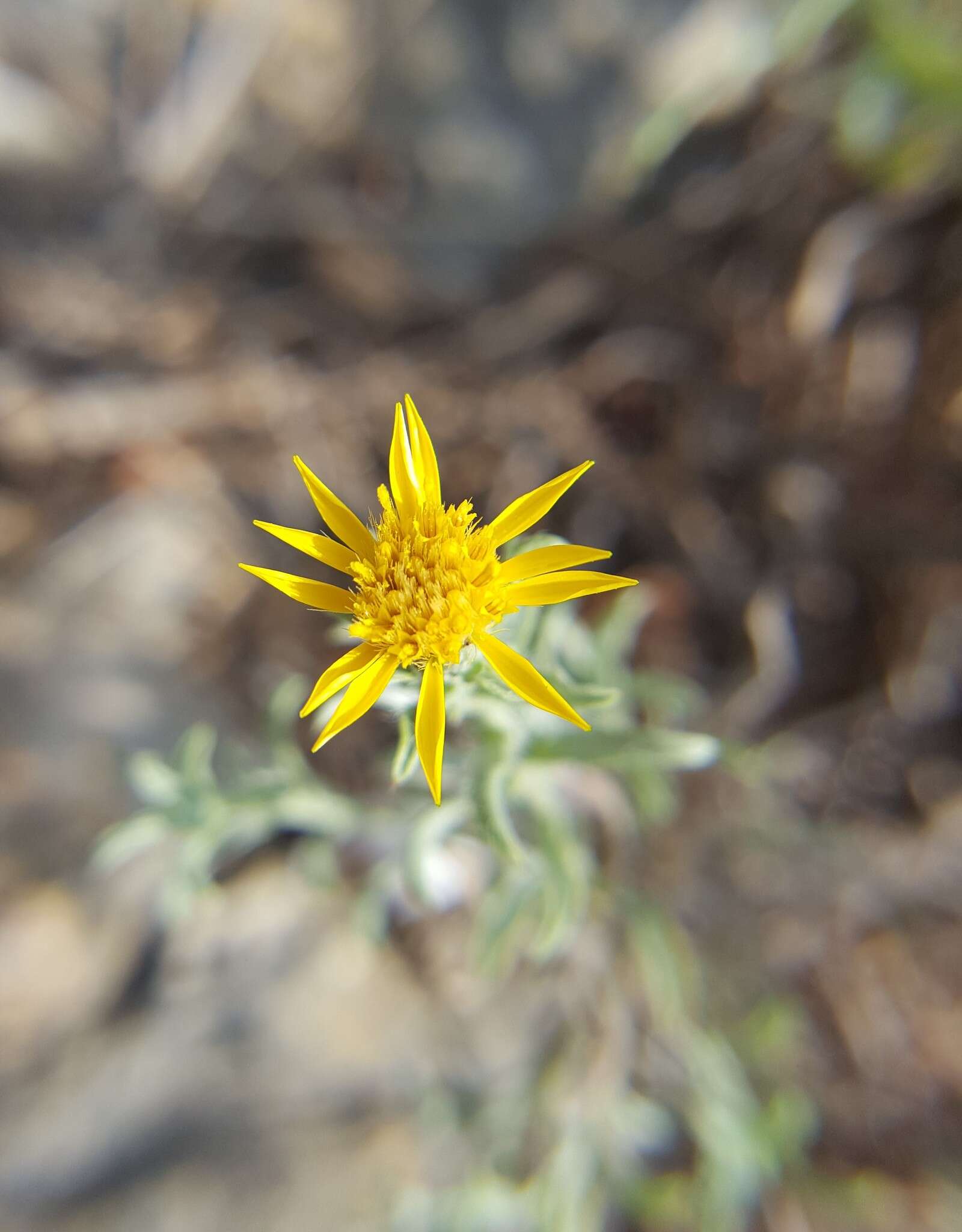 Image of hoary false goldenaster