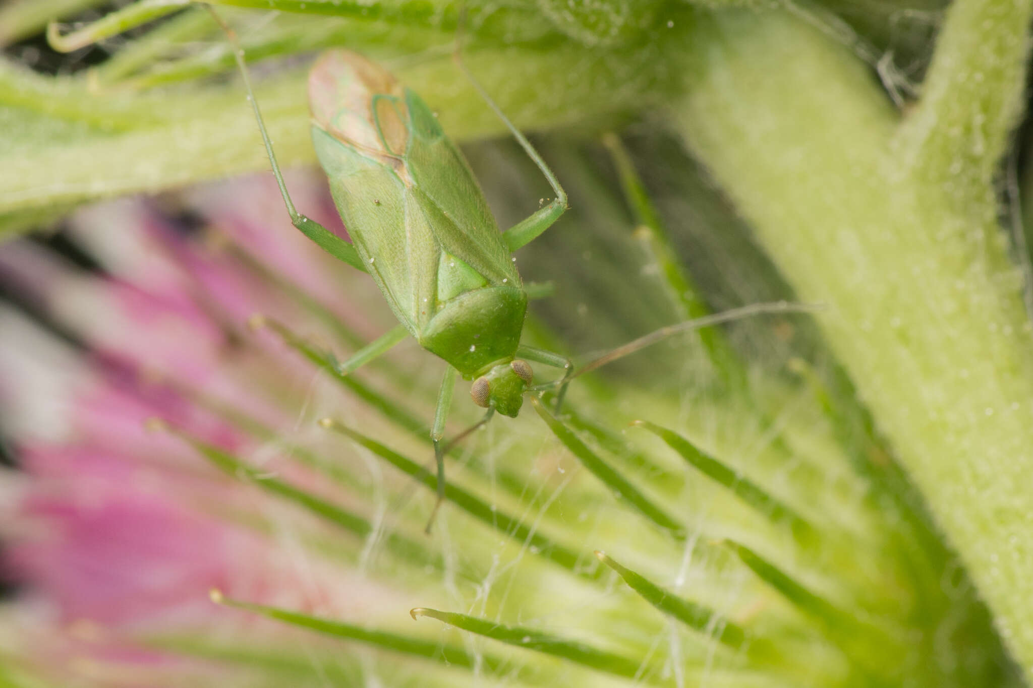 Image of Lygocoris