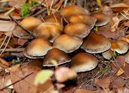 Image of Psathyrella piluliformis (Bull.) P. D. Orton 1969