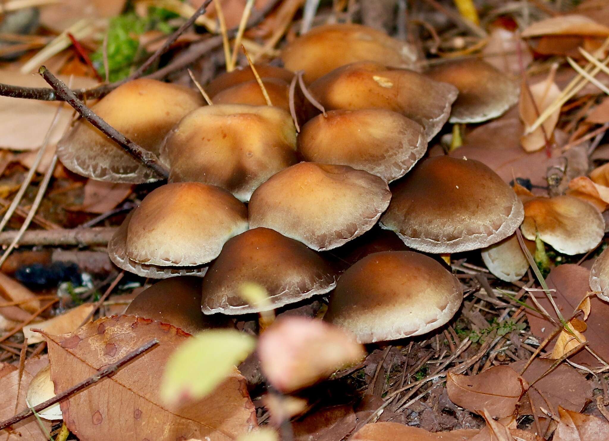 Image of Psathyrella piluliformis (Bull.) P. D. Orton 1969