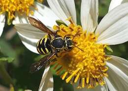 Image of Paranthidium gabbii (Cresson 1878)