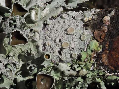 Image of Frosty saucer lichen