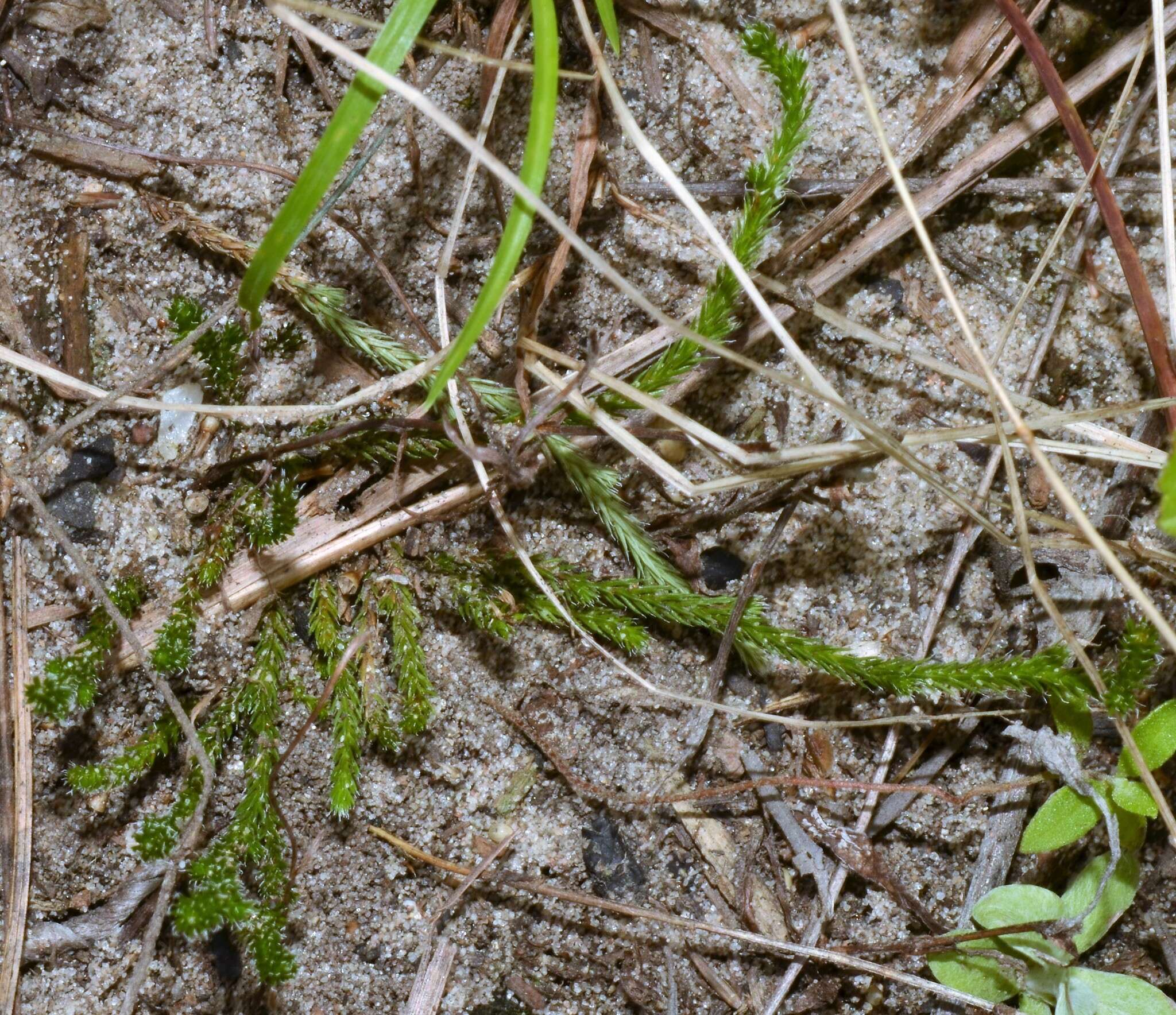 Image de Selaginella arenicola subsp. riddellii (Van Eselt.) B. Tryon