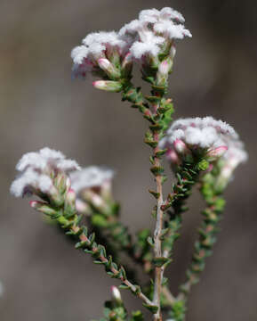 Plancia ëd Leucopogon sprengelioides Sond.