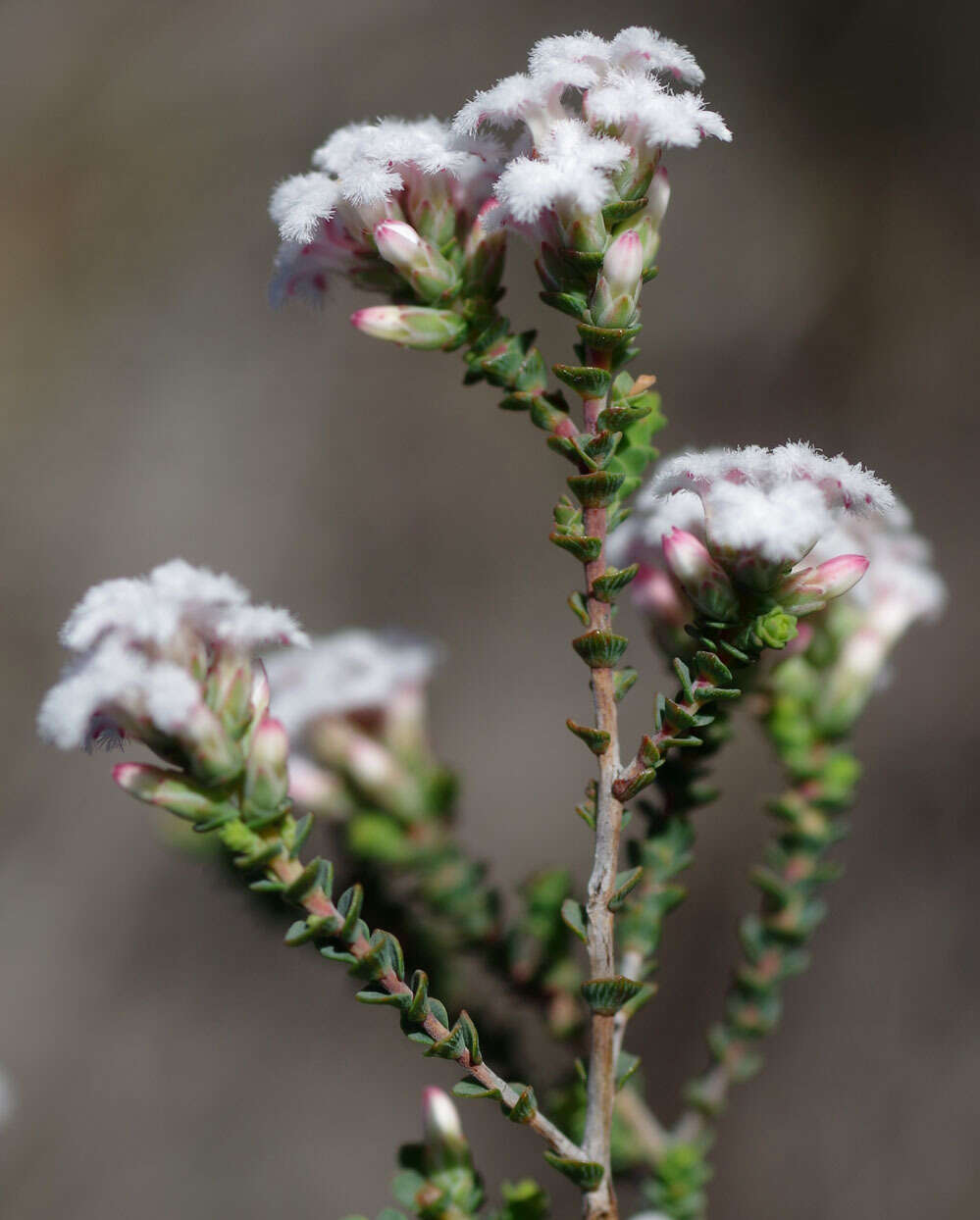 Plancia ëd Leucopogon sprengelioides Sond.