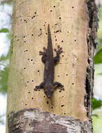 Image of Madagascar Day Gecko