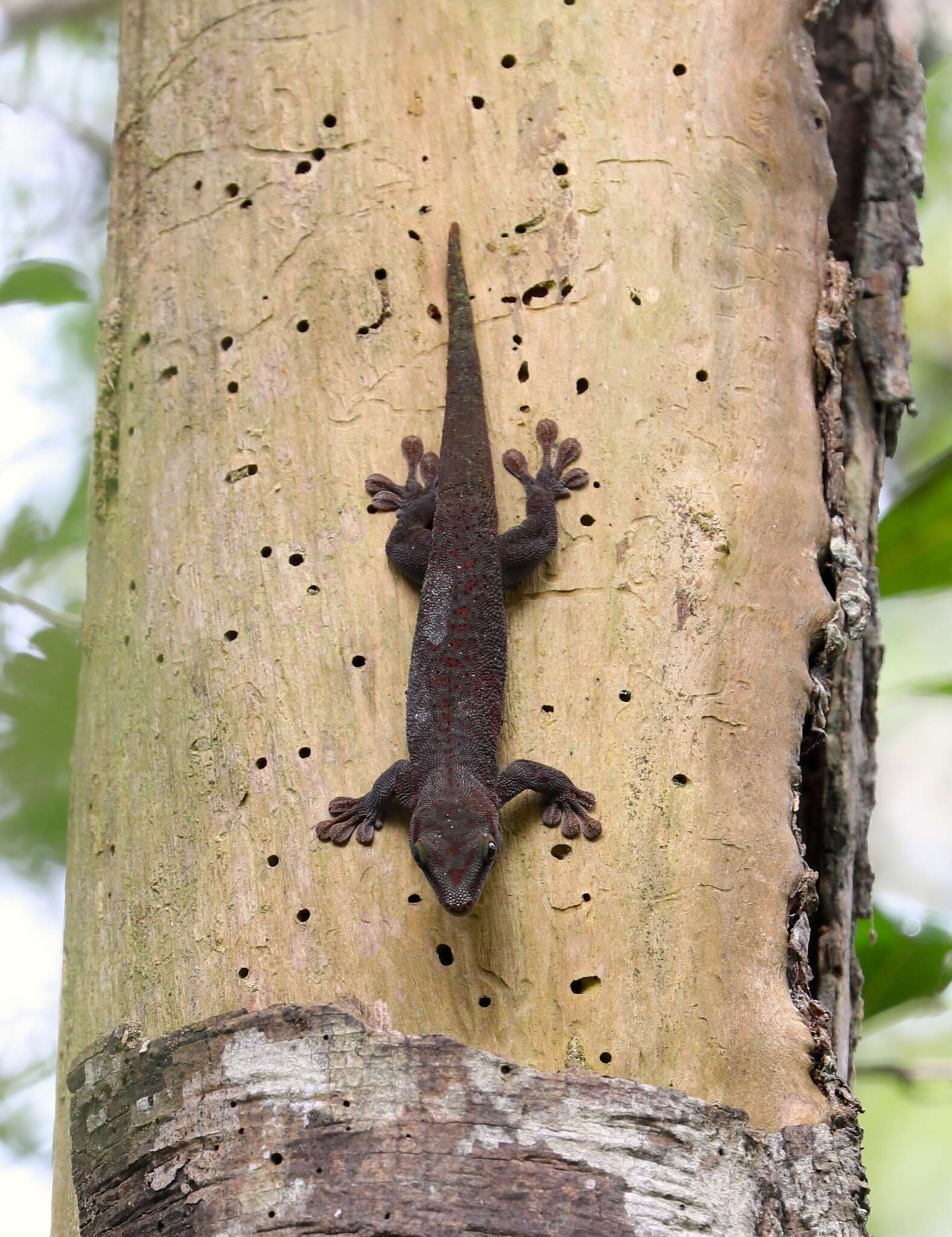 Phelsuma madagascariensis Gray 1831 resmi