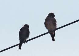 Image of American Kestrel