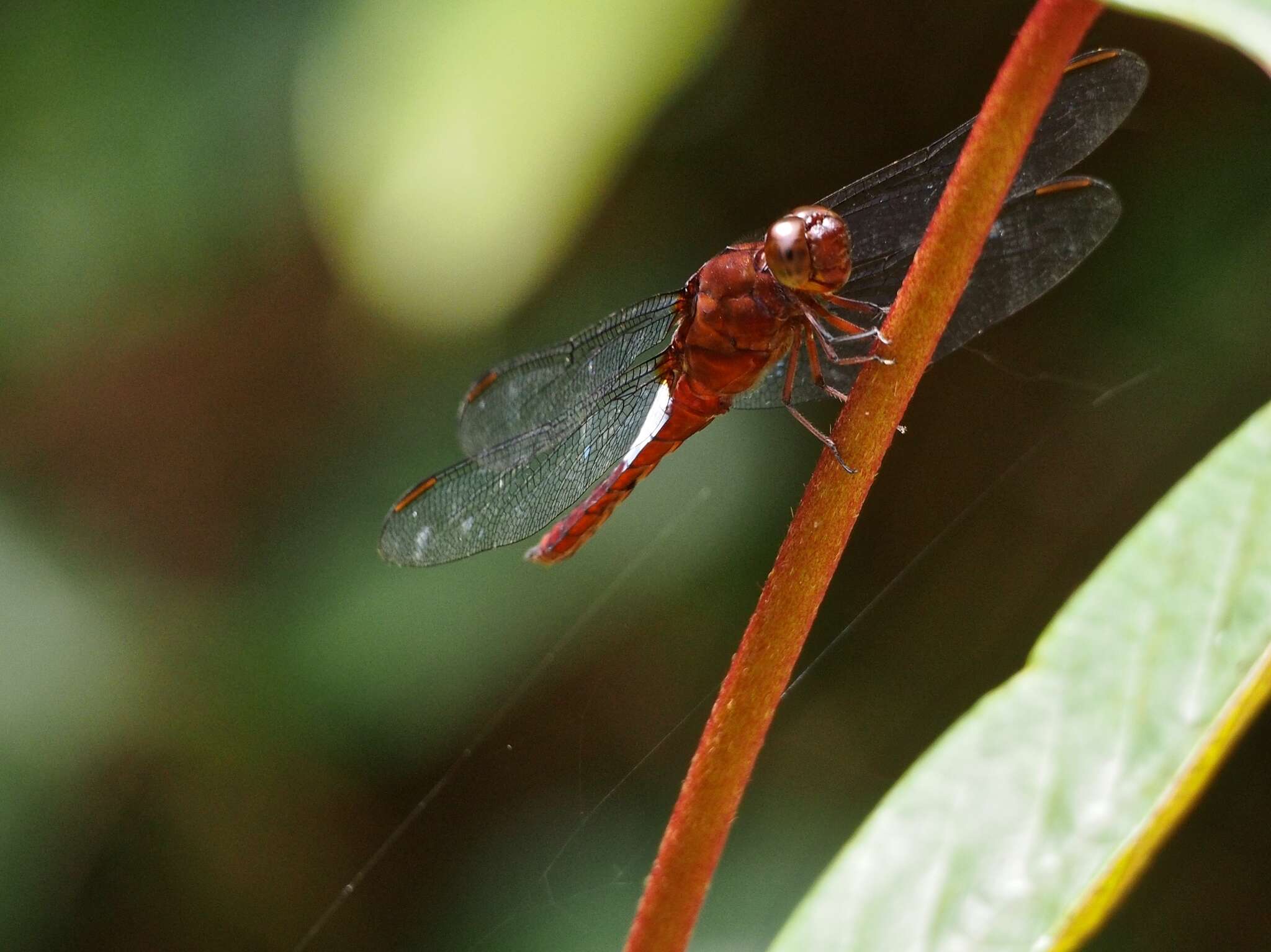 Image of Hadrothemis coacta (Karsch 1891)