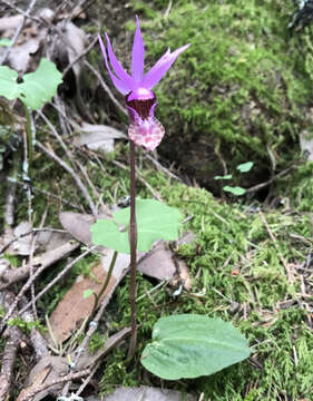 Image of fairy slipper