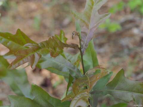 Image of Stictocephala militaris Gibson & Wells