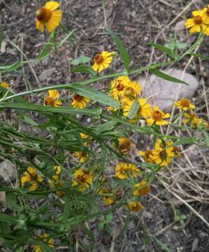 Image of pretty sneezeweed