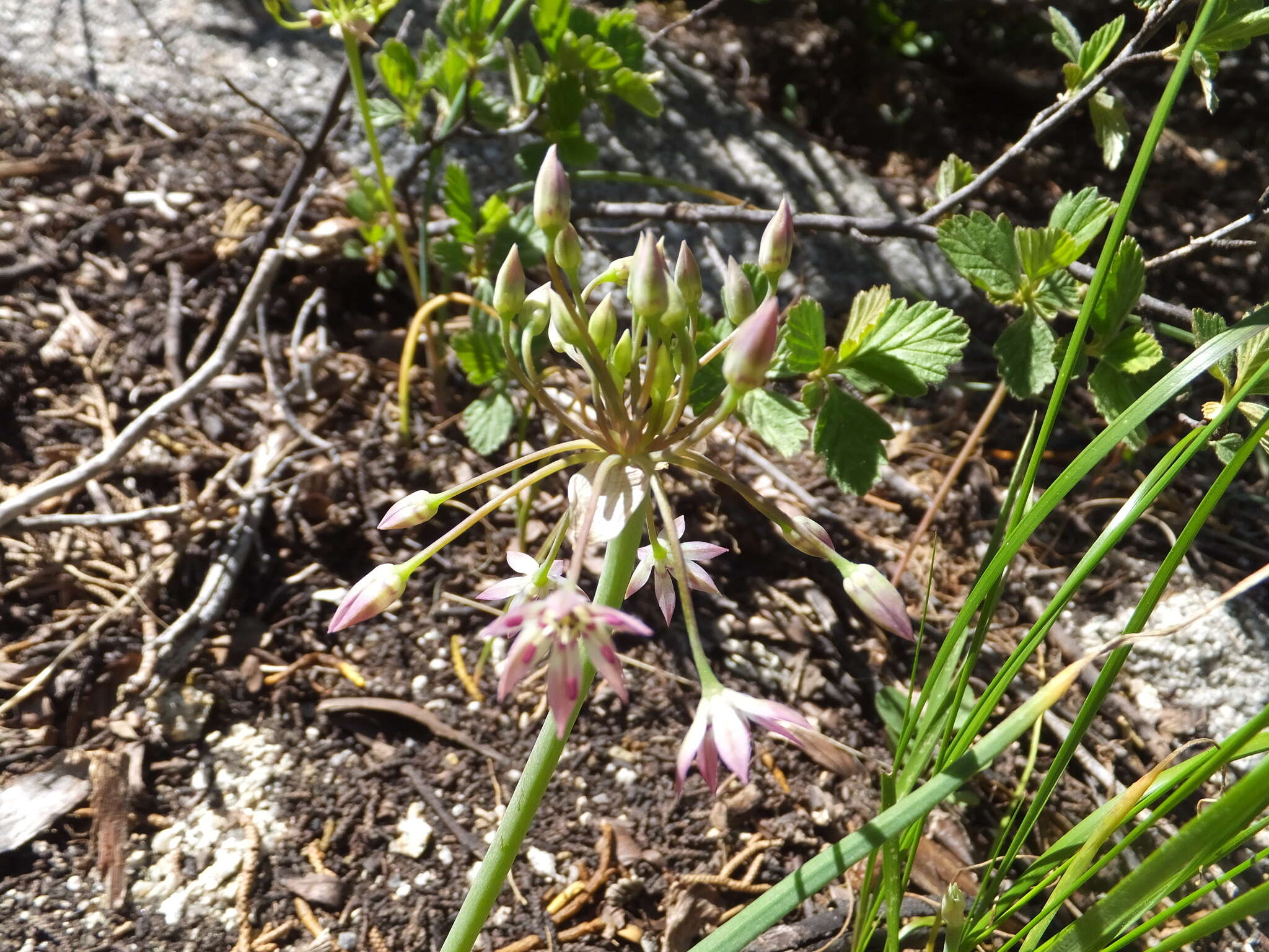 Image of dusky onion