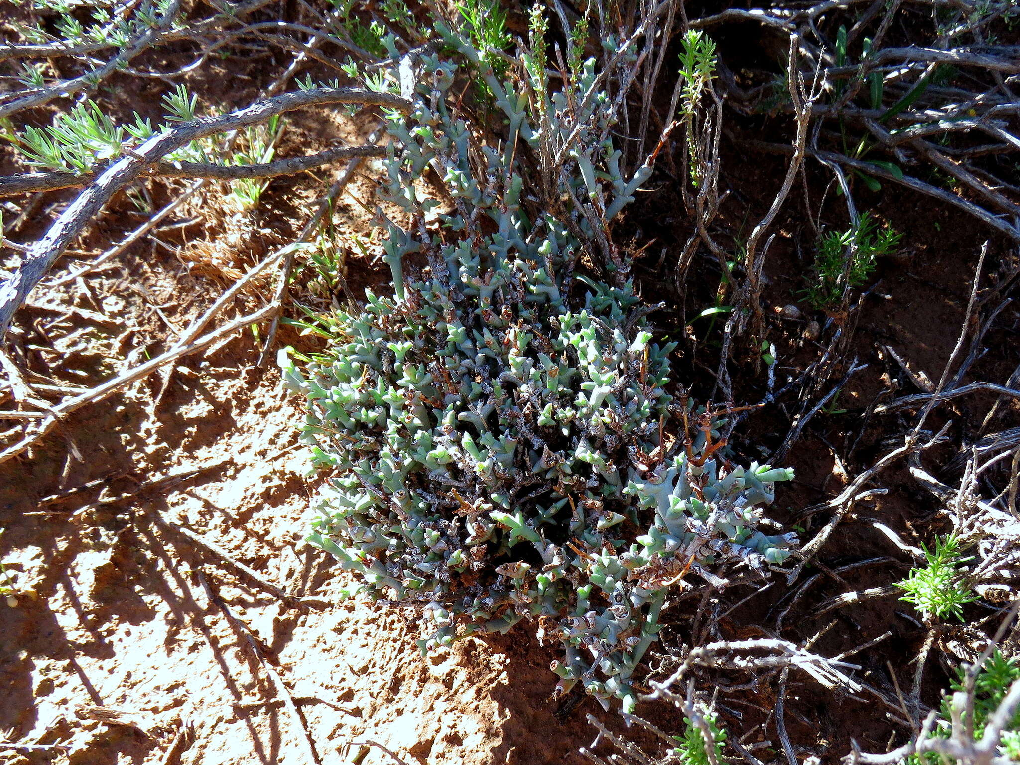 Image of Ruschia beaufortensis L. Bol.