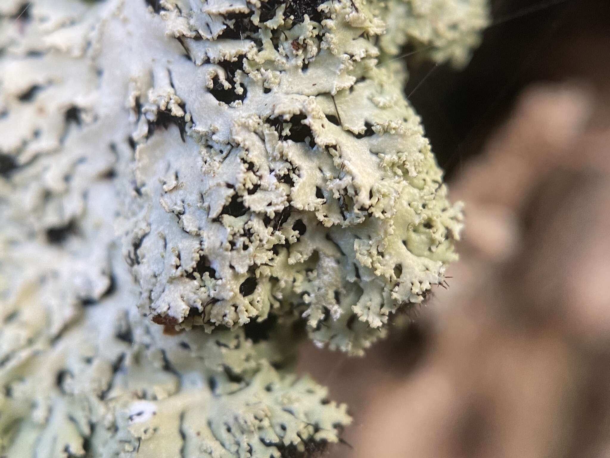 Image of Blue Ridge shield lichen