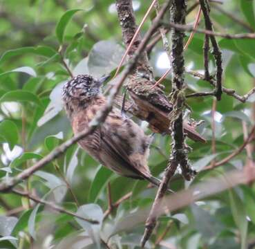 Image of Mottled Piculet