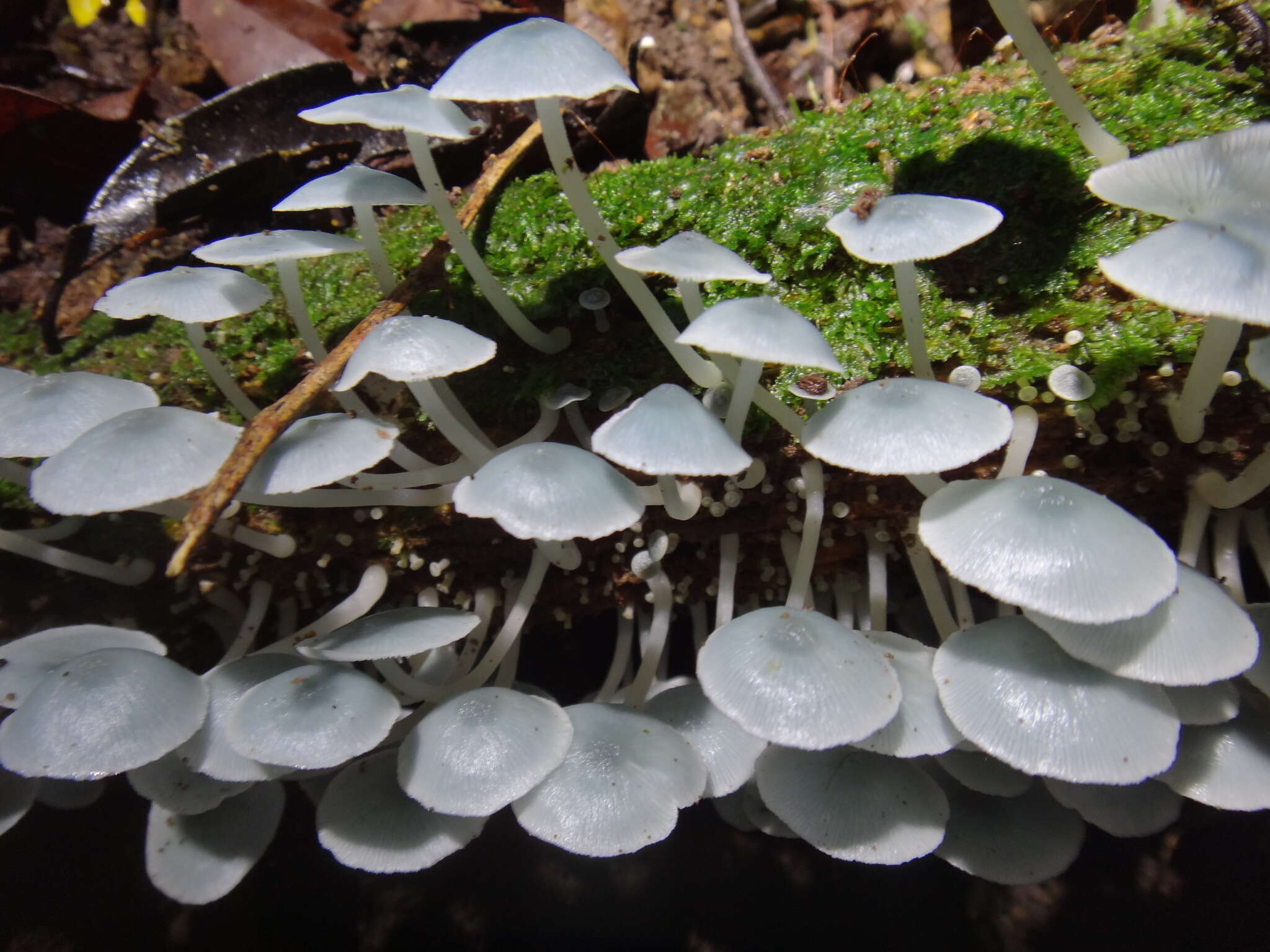 Clitocybula azurea Singer 1973 resmi