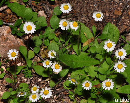 Слика од Bellis annua subsp. microcephala (Lange) Nym.