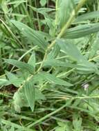 Image of Linum hypericifolium Salisb.