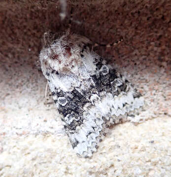 Image of broad-barred white