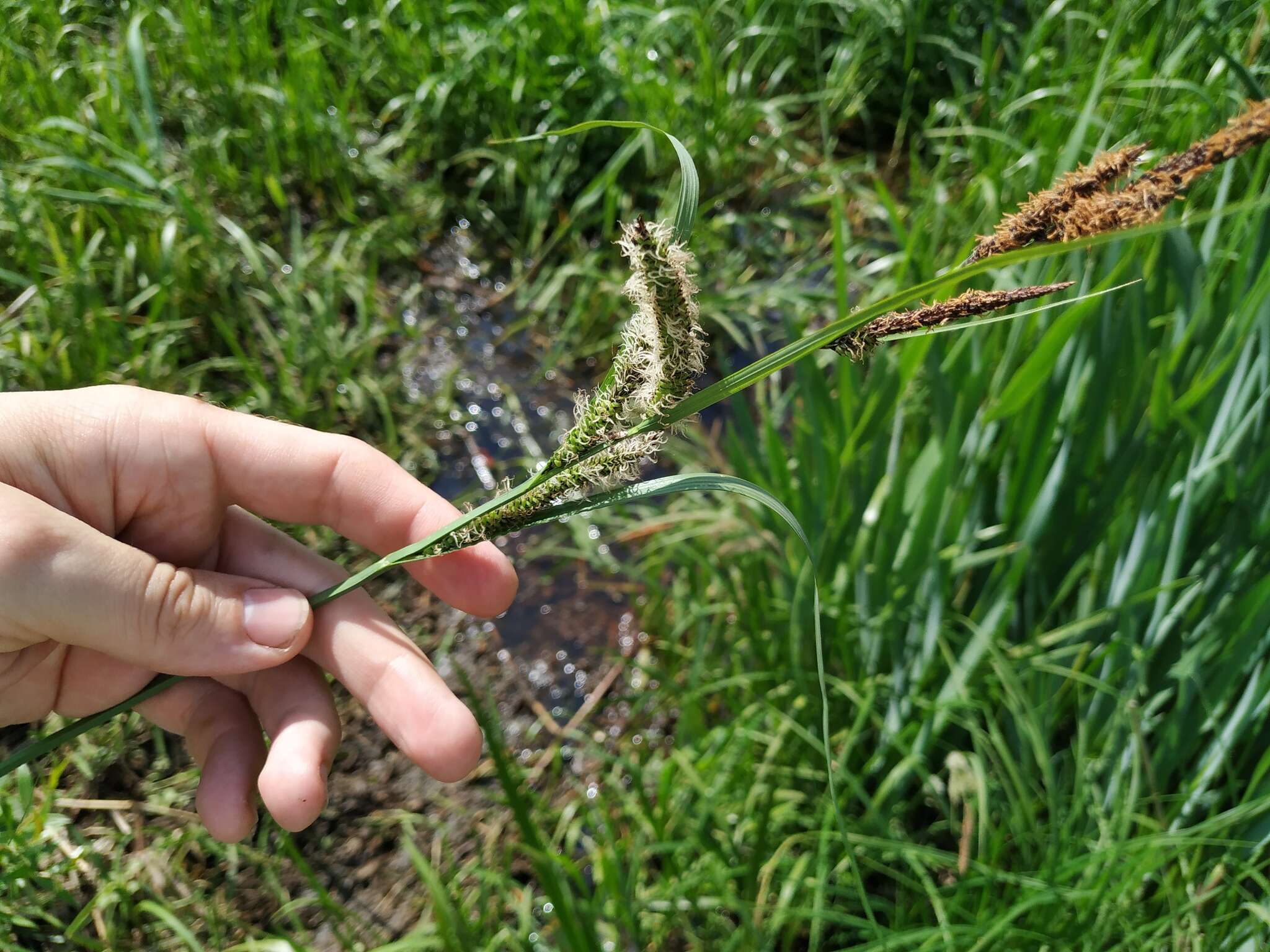 Carex acuta L. resmi