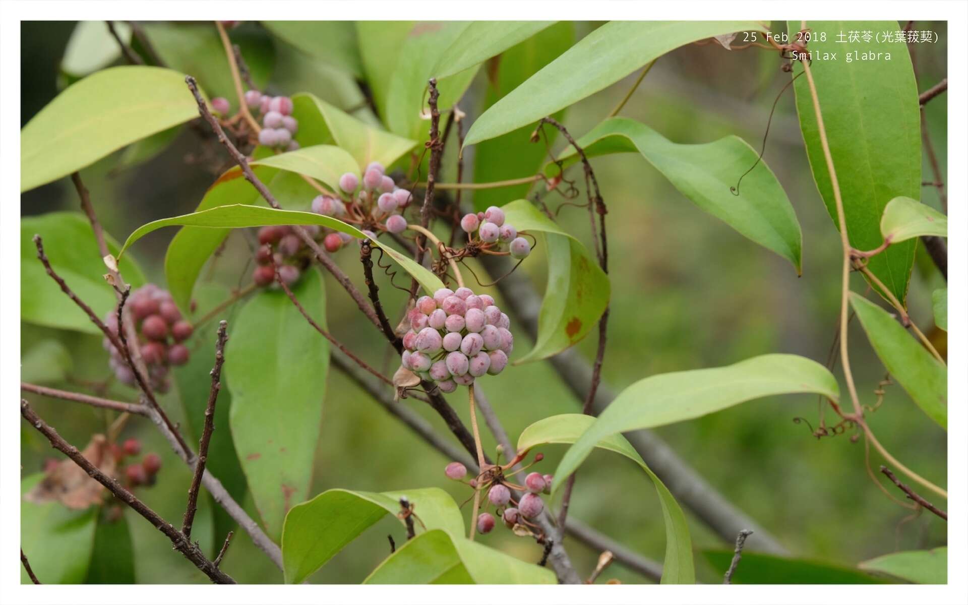 Image of Smilax glabra Roxb.