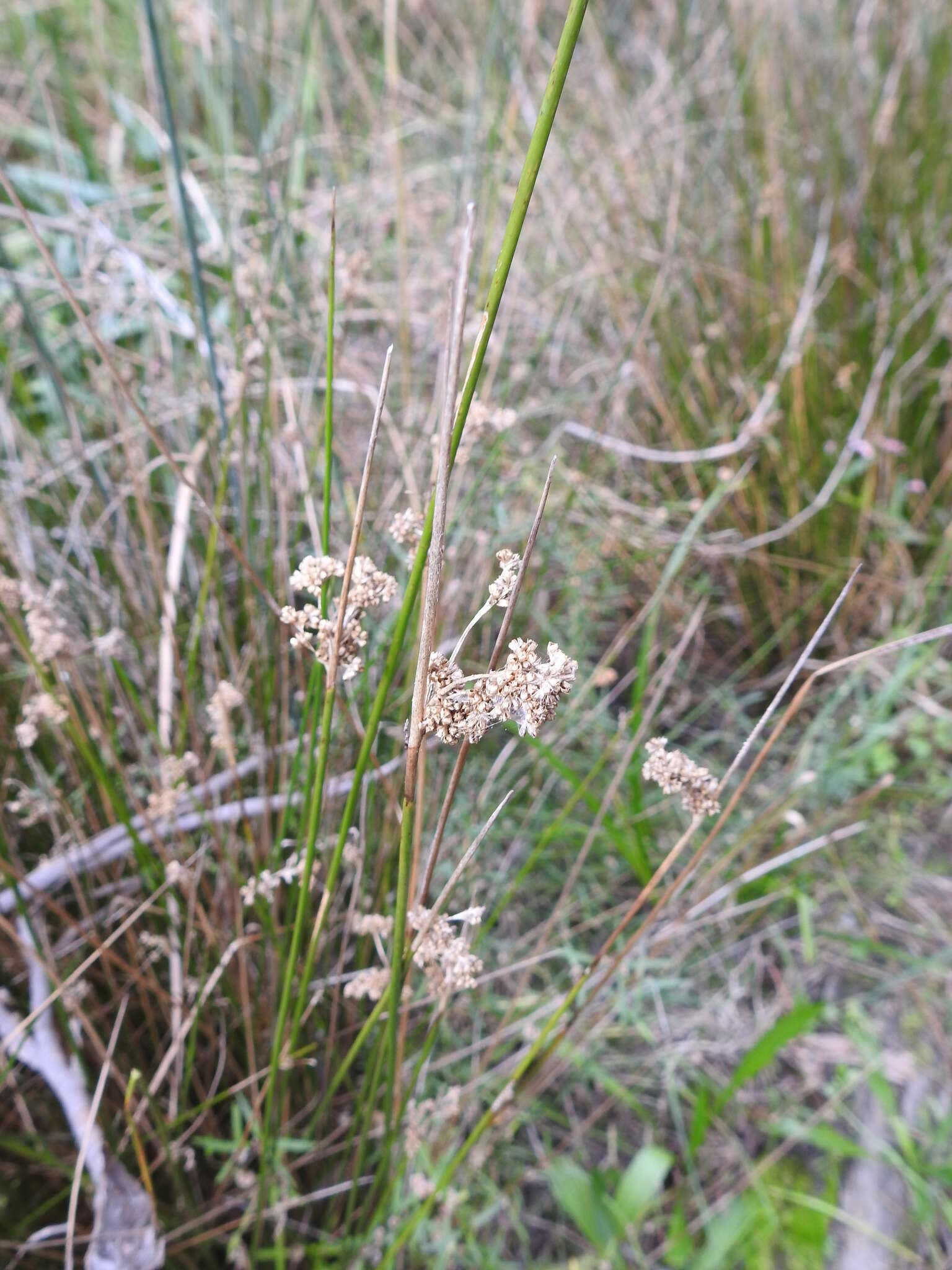 Image of Juncus gregiflorus L. A. S. Johnson