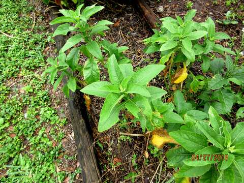 Image of Texas crownbeard