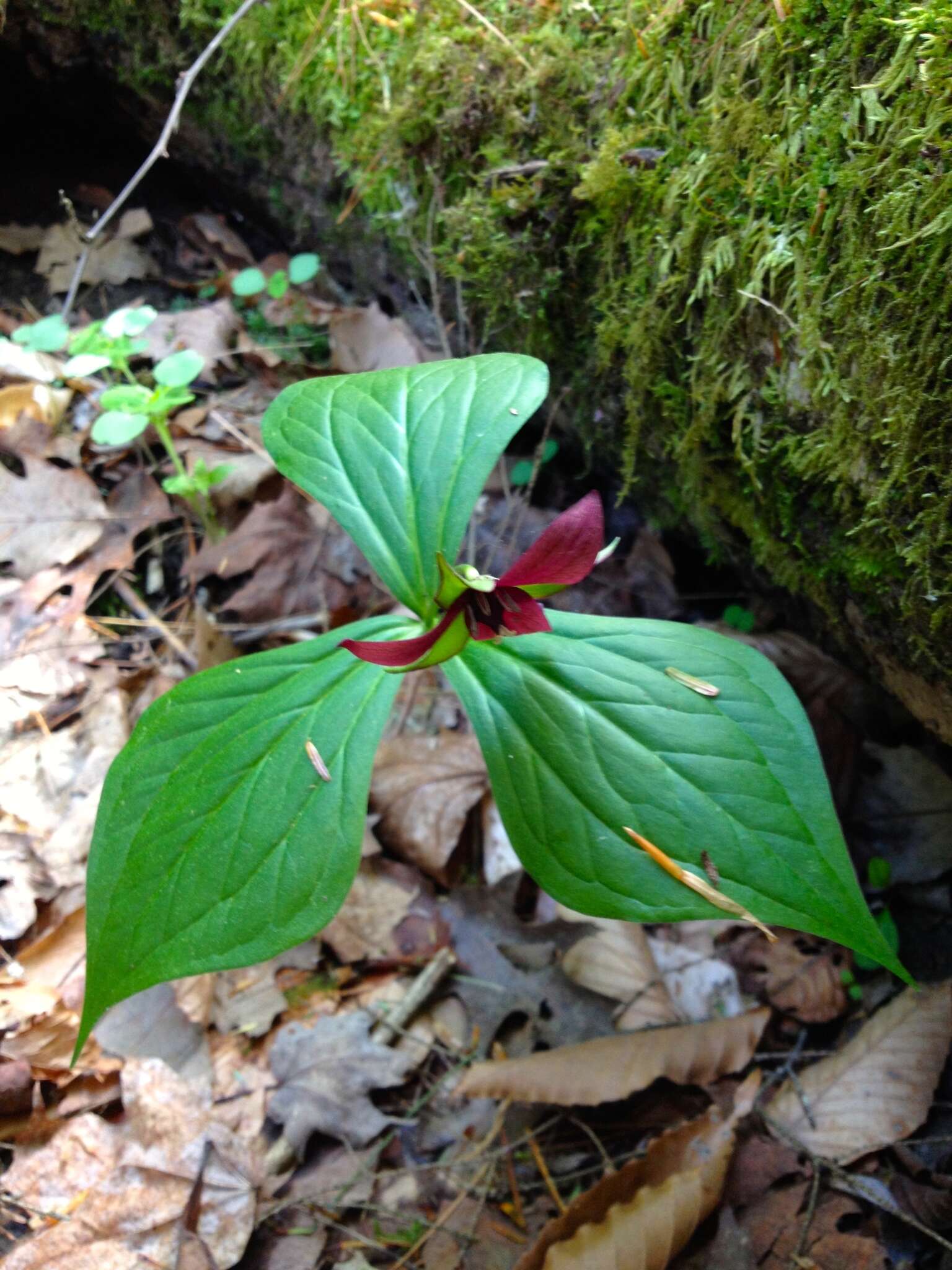 Image of red trillium