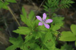 Image of Geranium maximowiczii Regel & Maack ex Regel